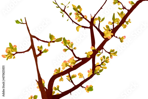Ilustracja gałęzie kwitnący konar ukwiecone drzewo na białe tło.