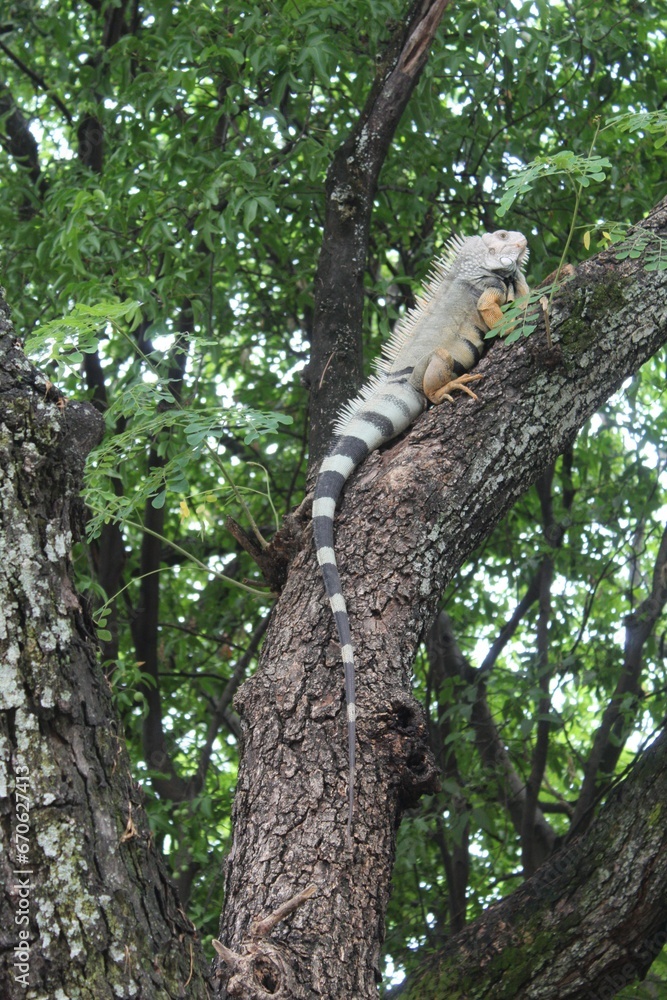 Fototapeta premium Iguana