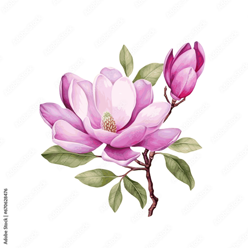 Obraz premium Beautiful magnolia flower branch with leaves watercolor paint on white background