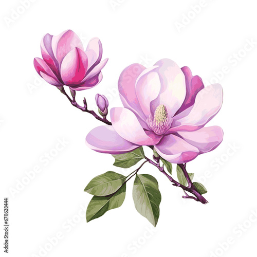 Beautiful magnolia flower branch with leaves watercolor paint on white background © Oleksiy