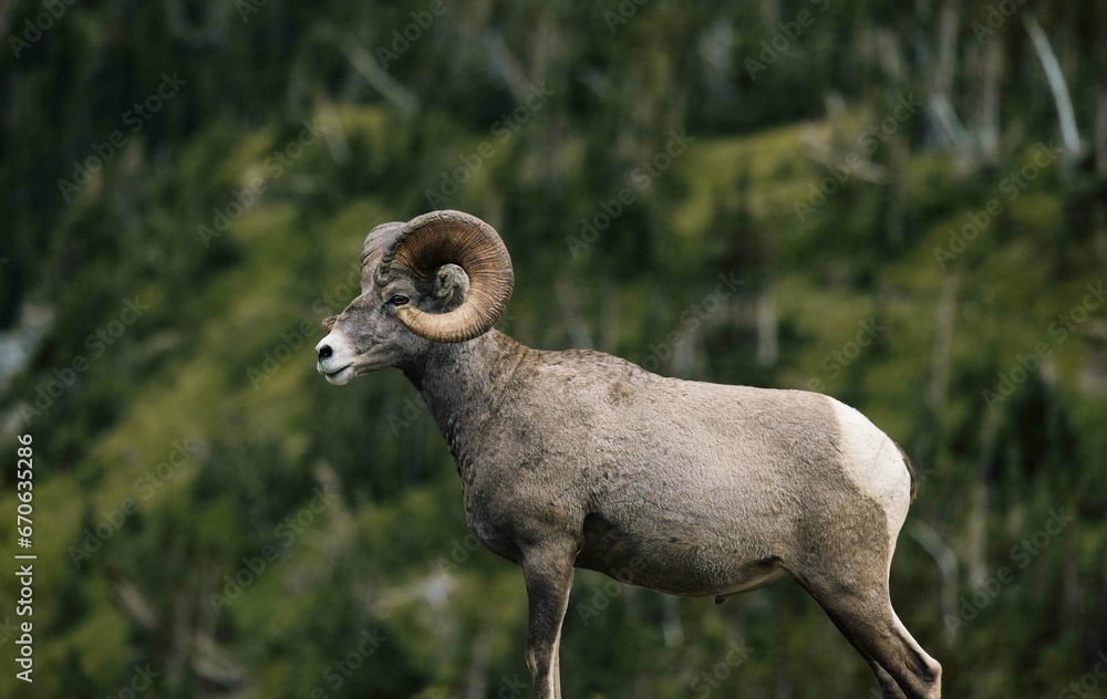 Naklejka premium Exploring Glacier National Park in Montana we came across some big horned sheep! Truly a magical experience getting to roam around with these beautiful creatures.