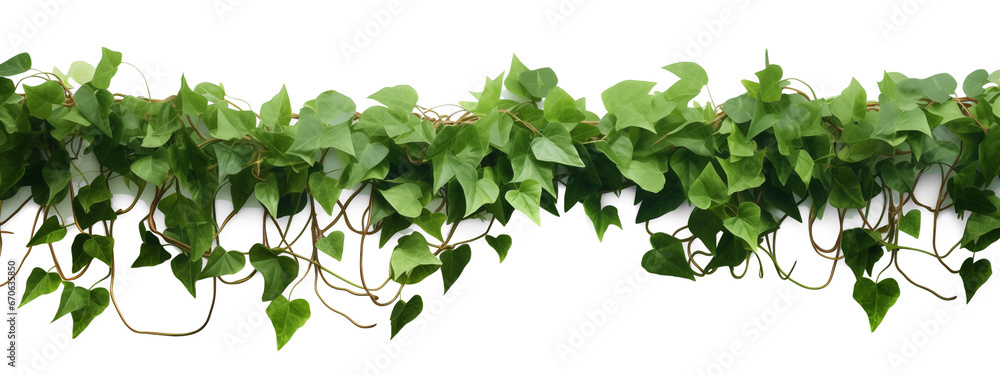 Verdant Javanese Treeline, Grape Ivy (Cissus spp.) Jungle Vine Drapes, Isolated on a transparent Background with Clipping Path. Generative AI