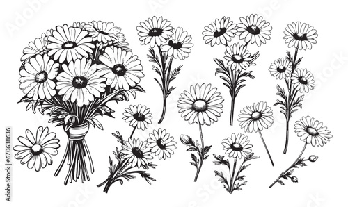 Chamomile hand drawn black paint vector set. Ink drawing flowers and leaves, monochrome artistic botanical illustration.