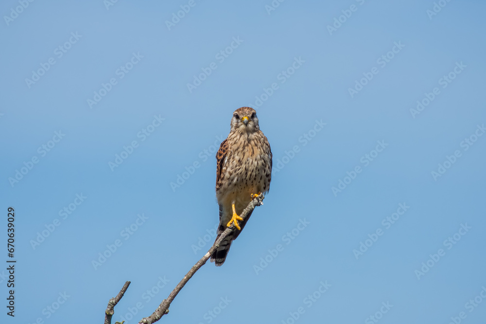 kestrel a bird of prey species belonging to the kestrel group of the falcon family perched on a branch with blue sky in the background kestrel a bird of prey species belonging to the kestrel group of the falcon family perched on a branch with blue sky in the background