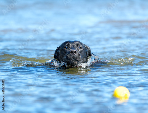Black Labrador swimming to get yellow ball