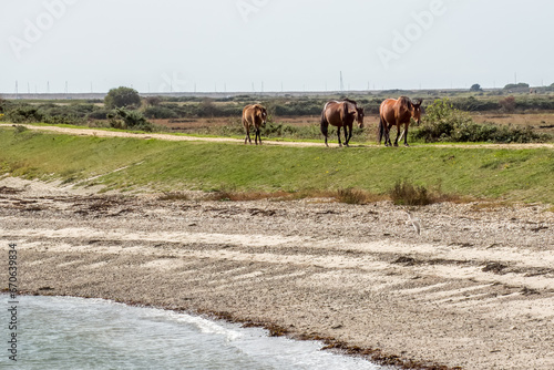 new forest ponies horses trotting on the Footpath along The Solent Way trail at Lymington Hampshire England  photo