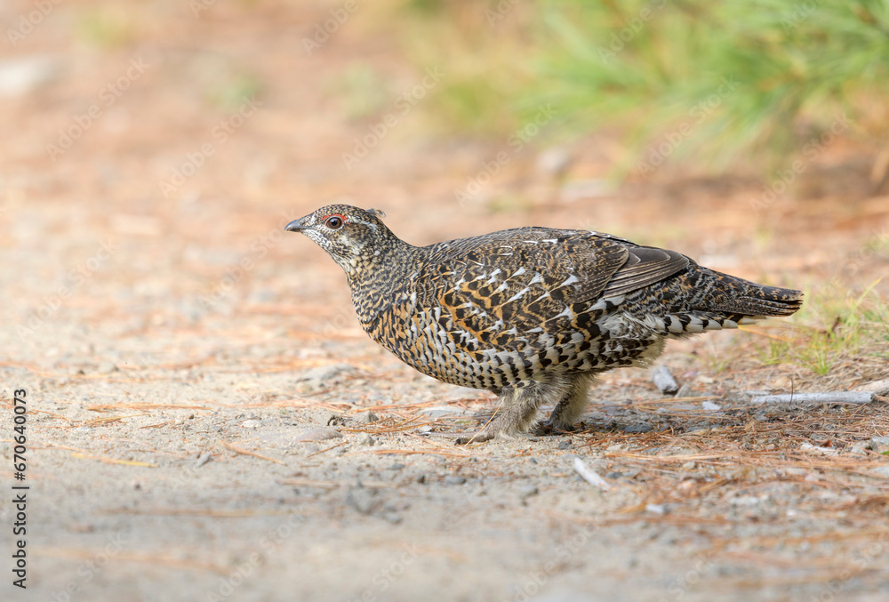 Female Spruce Grouse Female Spruce Grouse