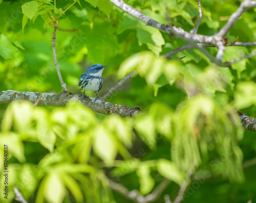 Canvas Print Cerulean Warbler in a tree