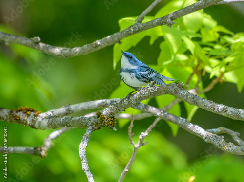 Cerulean Warbler perched on a branch