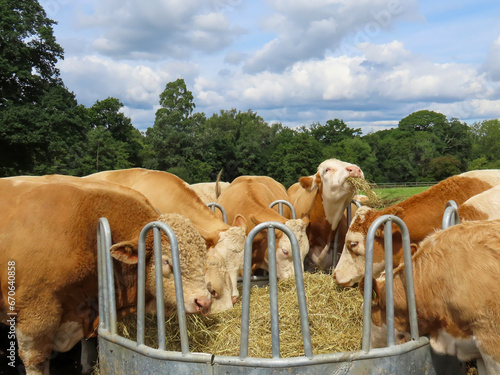 brown cows with white faces eating from a circular feeder 