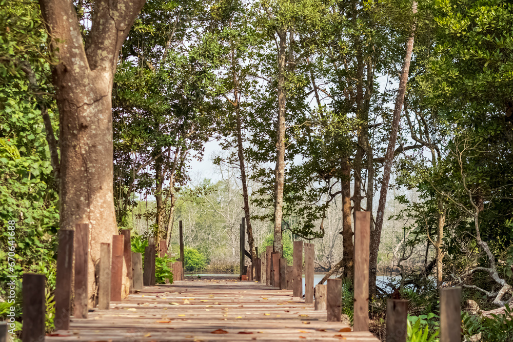 The view of the entrance to Panrita Lopi beach has mangrove and pine trees around it. The view of the entrance to Panrita Lopi beach has mangrove and pine trees around it.