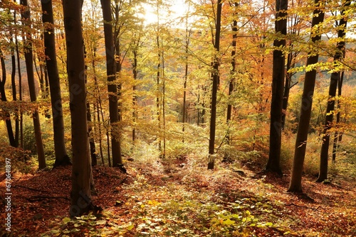 Autumn beech forest on the mountain slope during sunrise