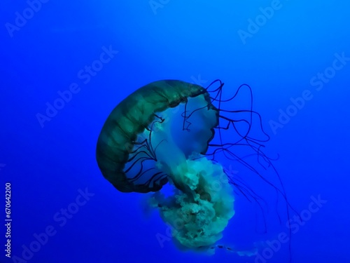 jelly fish in the water