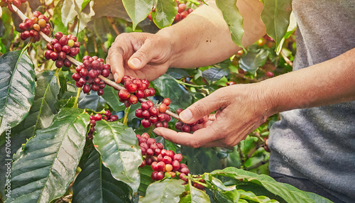 Hands collecting the coffee harvest