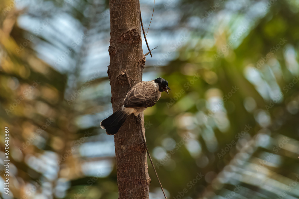 A Sooty-headed bulbul on a pine tree against a backdrop of a clear blue sky with beautiful thin clouds. A Sooty-headed bulbul on a pine tree against a backdrop of a clear blue sky with beautiful thin clouds.