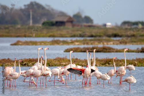 A group of flamingos in a lake at the Ebro delta in Spain