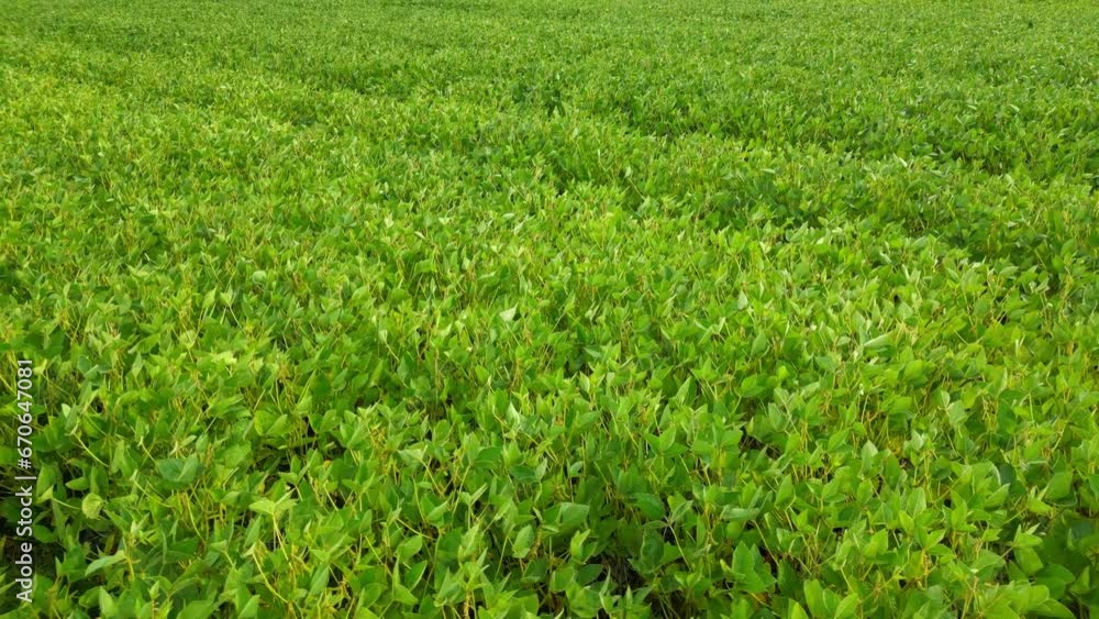 Green soybean field, fly under field Green soybean field, fly under field