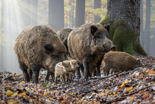 Wildschwein-Rotte im Morgenlicht