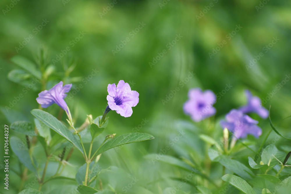A close-up photo of the purple flowers of a ground cover plant showing off their colorful blooms. Surrounded by a blurry green background with space for content.