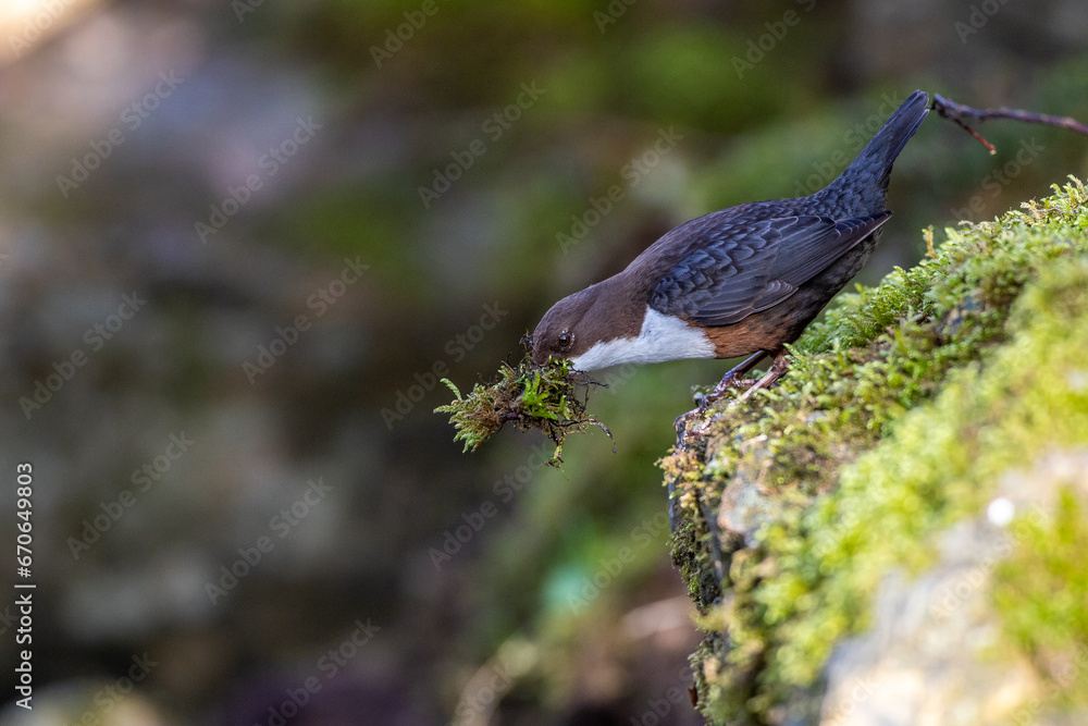 Fototapeta premium Wasseramsel (Cinclus cinclus)