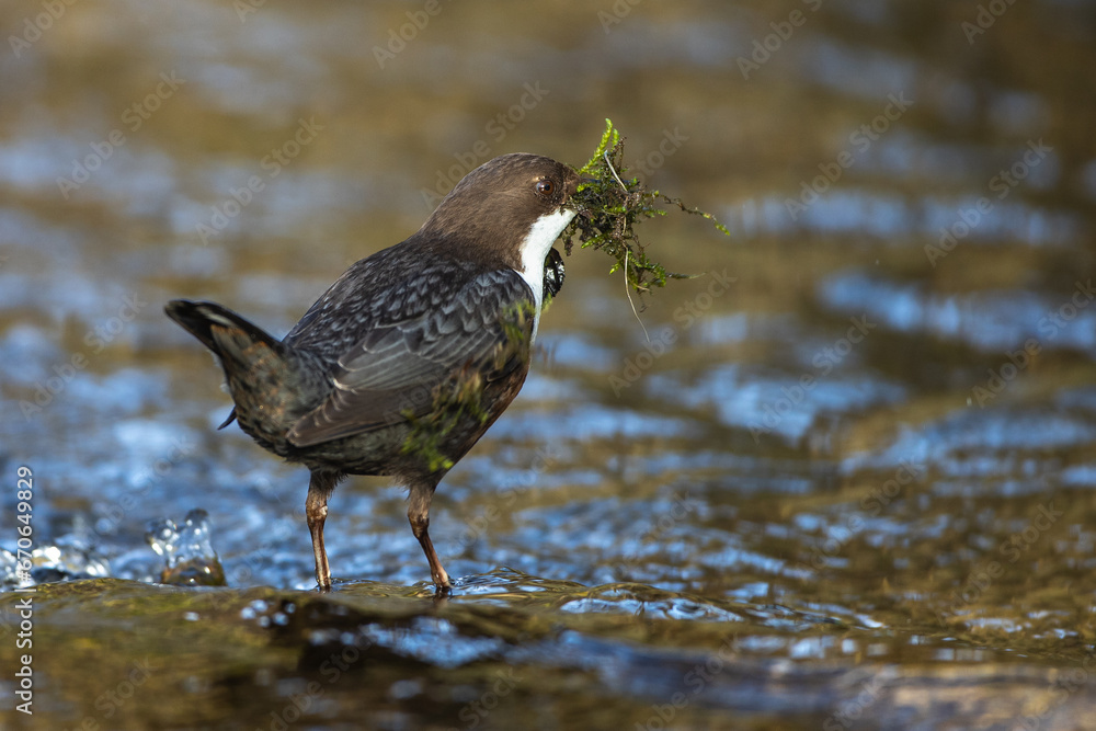 Fototapeta premium Wasseramsel (Cinclus cinclus)