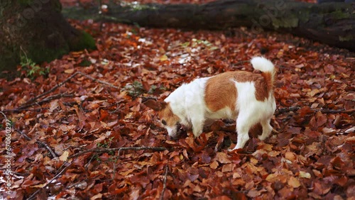 Wallpaper Mural Jack Russell Terrier in Autumn Leaves. Active dog digging through vibrant fall foliage, capturing essence of outdoor adventure and exploration. High quality 4k footage Torontodigital.ca