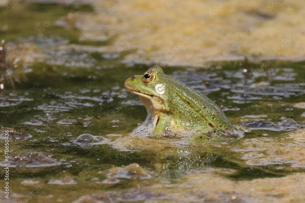 Side view of a green frog sticking out of the water Side view of a green frog sticking out of the water