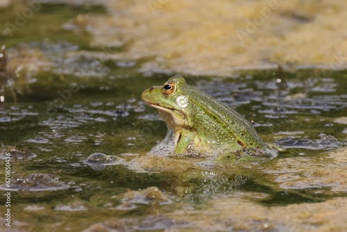 Side view of a green frog sticking out of the water © Rafal