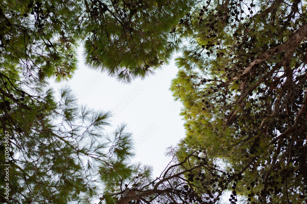 Fototapeta premium View of sky from the top of a pine forest, framed with pine trees