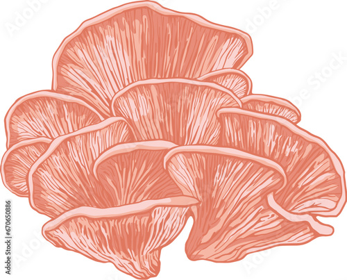 ink Oyster mushroom illustration. Gourmet mushrooms - editable vector for menu, food editorial and healthy eating promotions.