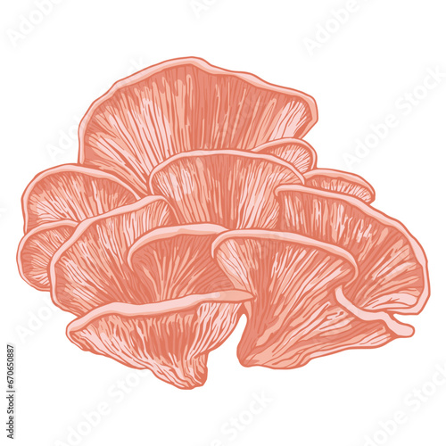ink Oyster mushroom illustration. Gourmet mushrooms - editable vector for menu, food editorial and healthy eating promotions.