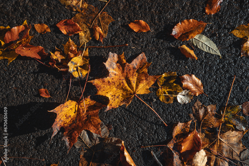 autumn leaves on the ground