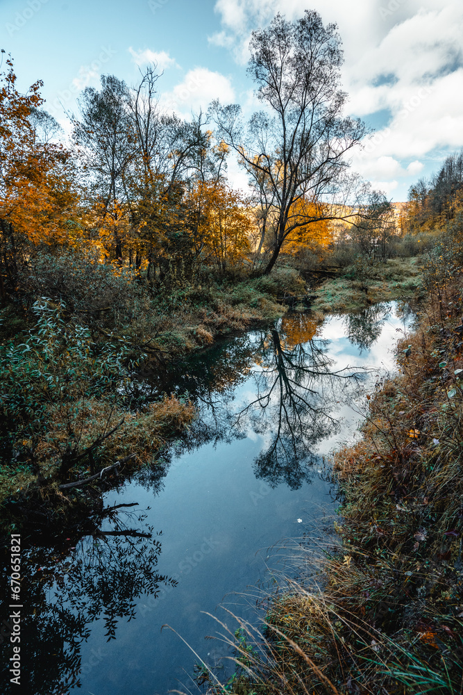 autumn in the forest