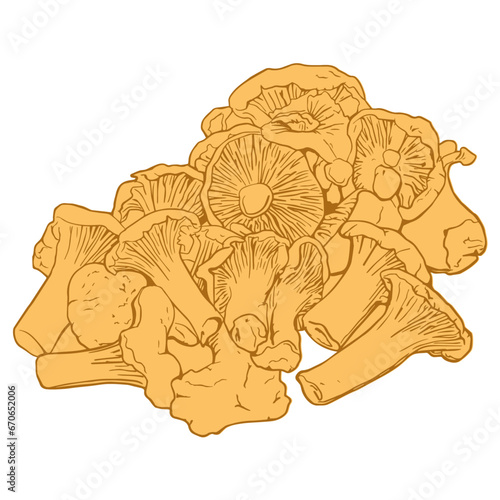 Chanterelle mushrooms illustration. Gourmet mushrooms - editable vector for menu, food editorial and healthy eating promotions.