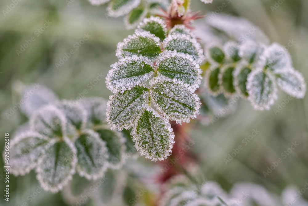 Autumn frost in the garden Autumn frost in the garden