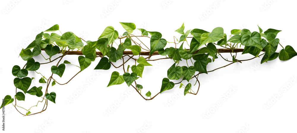 Verdant Javanese Treeline, Grape Ivy (Cissus spp.) Jungle Vine Drapes, Isolated on a transparent Background with Clipping Path. Generative AI - obrazy, fototapety, plakaty 