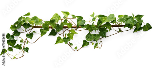 Photographie Verdant Javanese Treeline, Grape Ivy (Cissus spp