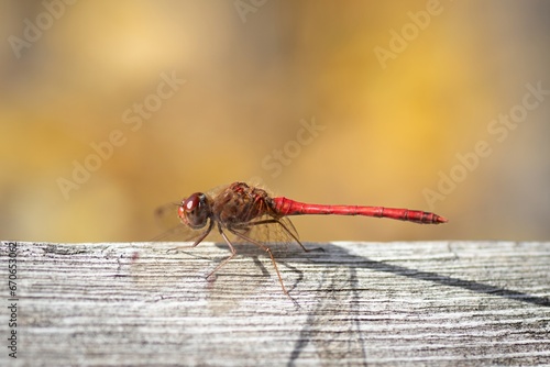 DRAGONFLY CLOSE UP INSECT BUG MARCO PHOTO