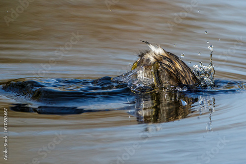 Zwergtaucher (Tachybaptus ruficollis)