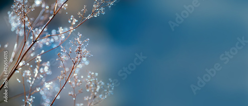 delicate openwork flowers in the frost. Gently lilac frosty natural winter background. Beautiful winter morning in the fresh air. Banner. free space for inscriptions.
 photo