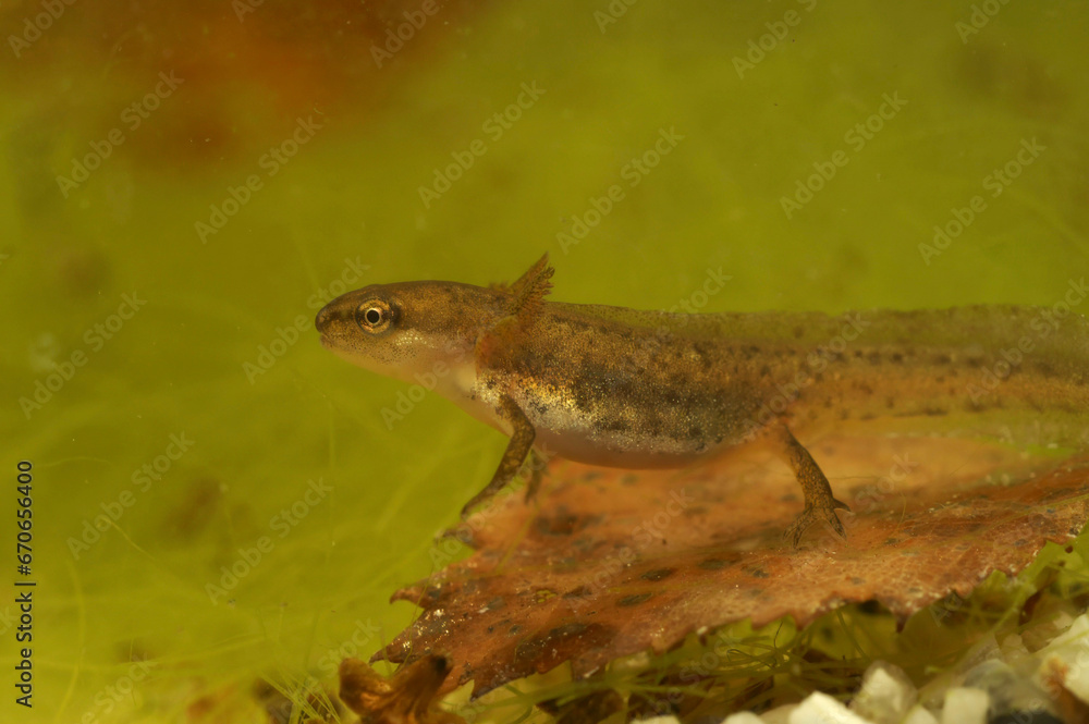 Closeup on a larvae of the European Common smooth newt , Lissotriton vulgaris under water Closeup on a larvae of the European Common smooth newt , Lissotriton vulgaris under water