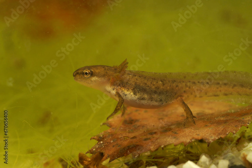 Closeup on a larvae of the European Common smooth newt , Lissotriton vulgaris under water