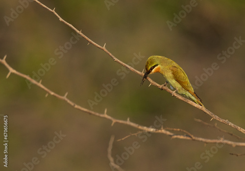 Blue-cheeked bee-eater feeding a bee at Jasra, Bahrain