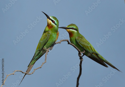 Closeup of Blue-cheeked bee-eater pair perched on acacia tree at Jasra, Bahrain
