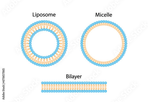 Liposome, Micelle and Bilayer structure. Phospholipid with hydrophilic head and hydrophobic tails. Drug encapsulation. Vector illustration.	