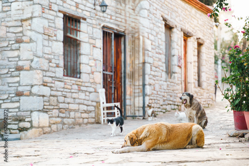 Sticker Homeless animals seek shelter