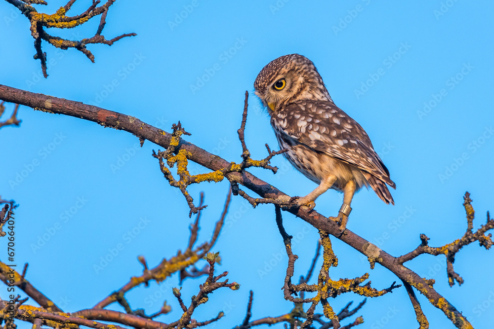 Steinkauz (Athene noctua) Steinkauz (Athene noctua)