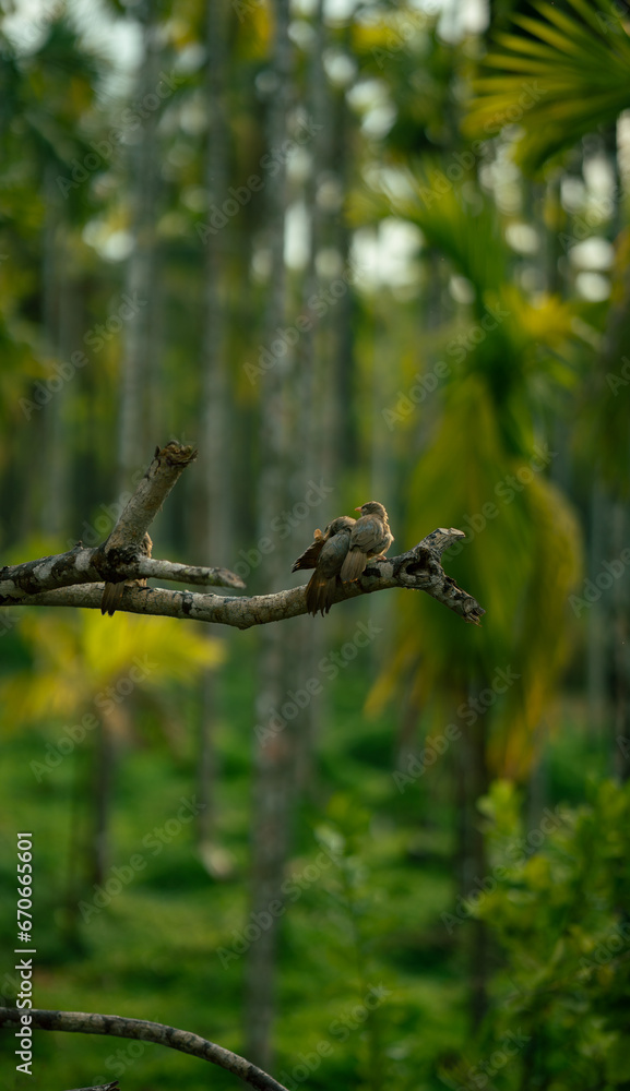 Birds in the tree branch