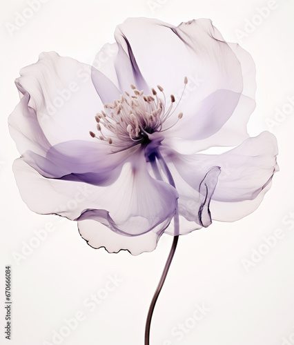 X-ray of beautiful purple flower, white background