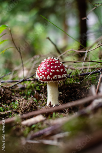 little fly agaric mushroom in forest